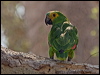 turq_front_amazon_206561