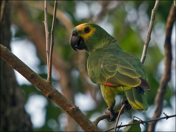 Turquoise-fronted Amazon turq_front_amazon_203802.psd