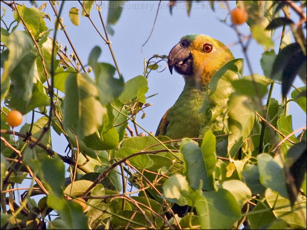 Turquoise-fronted Amazon turq_front_amazon_205914.psd