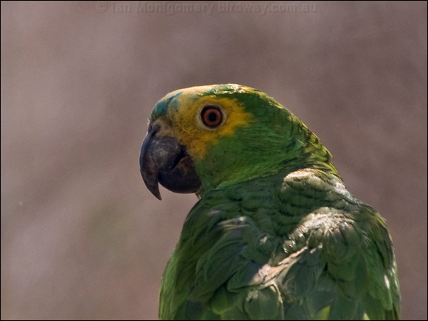 Turquoise-fronted Amazon turq_front_amazon_206560.psd