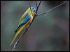 turquoise_parrot_115589