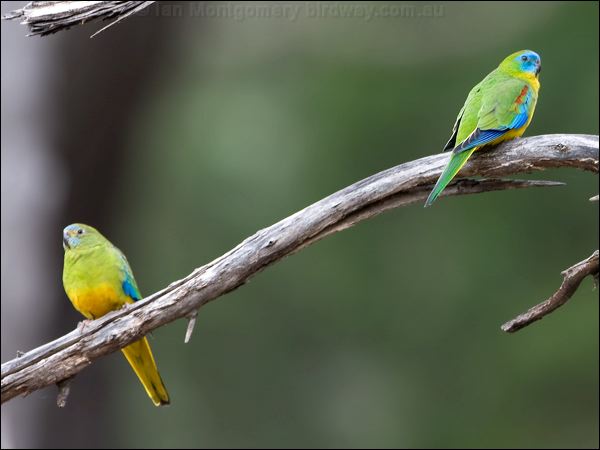 Turquoise Parrot turquoise_parrot_115568.psd