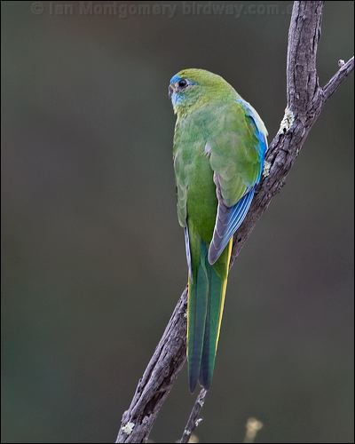 Turquoise Parrot turquoise_parrot_115598.psd