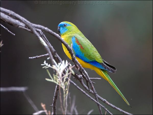 Turquoise Parrot turquoise_parrot_115606.psd