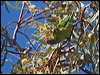 varied_lorikeet_187490