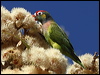 varied_lorikeet_80403