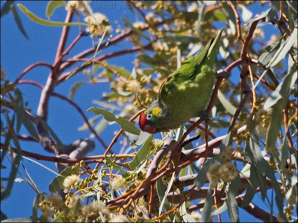 Varied Lorikeet varied_lorikeet_187490.psd