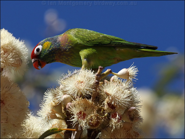 Varied Lorikeet varied_lorikeet_80389.psd