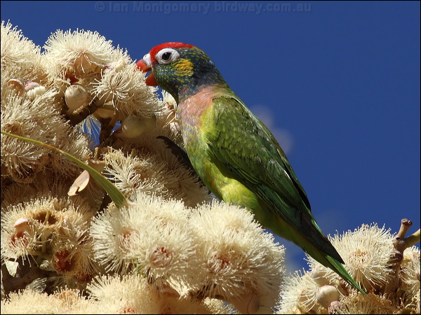 Varied Lorikeet varied_lorikeet_80403.psd