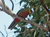 western_rosella_215763
