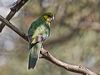 western_rosella_215841