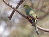western_rosella_215843