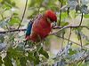 western_rosella_217092