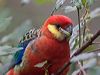 Click here to enter Western Rosella photo gallery