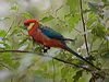 western_rosella_217134