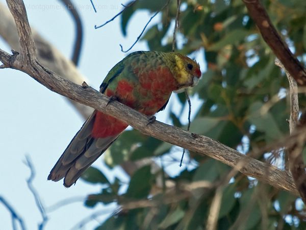 Western Rosella western_rosella_215763.psd