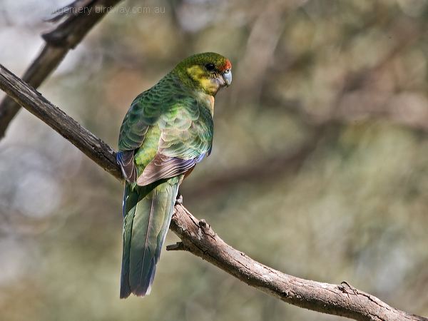 Western Rosella western_rosella_215841.psd