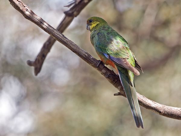 Western Rosella western_rosella_215843.psd