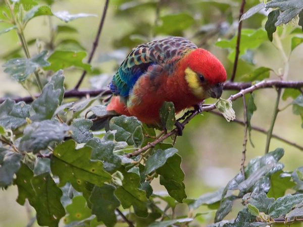 Western Rosella western_rosella_217088.psd