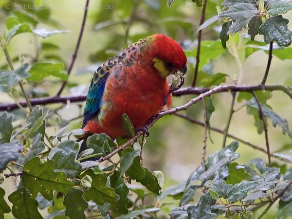 Western Rosella western_rosella_217092.psd