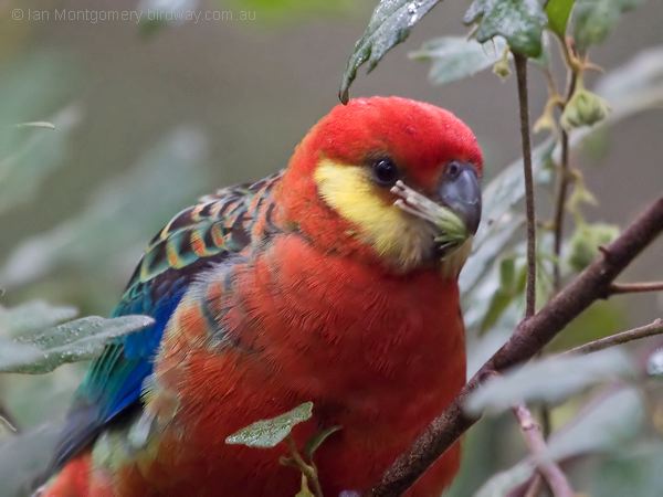 Western Rosella western_rosella_217105.psd