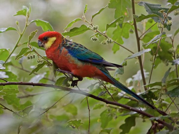Western Rosella western_rosella_217134.psd
