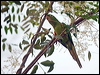 white_eyed_parakeet_205953