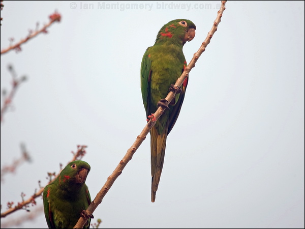 White-eyed Parakeet white_eyed_parakeet_204582.psd