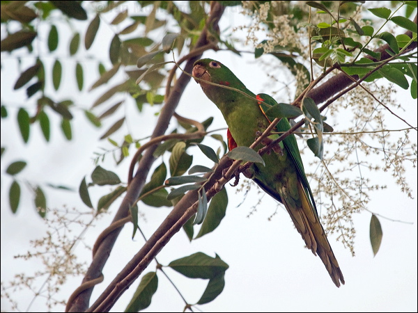 White-eyed Parakeet white_eyed_parakeet_205953.psd