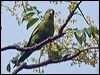 yell_chev_parakeet_202245