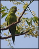 yell_chev_parakeet_202251