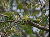 yell_chev_parakeet_203113