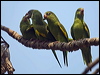 yell_chev_parakeet_203123