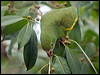 Click here to enter gallery and see photos of Yellow-chevroned Parakeet