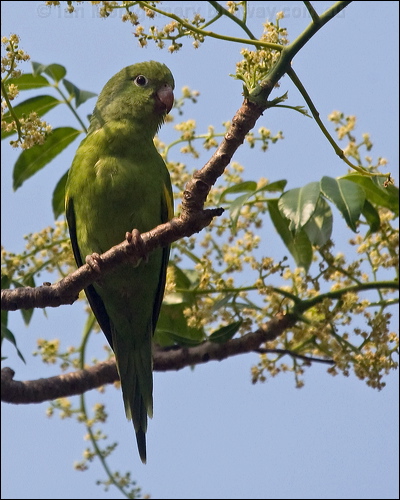 Yellow-chevroned Parakeet yell_chev_parakeet_202251.psd