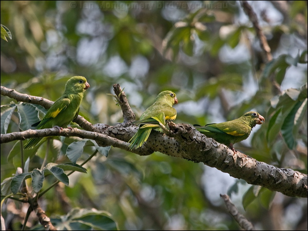 Yellow-chevroned Parakeet yell_chev_parakeet_203113.psd