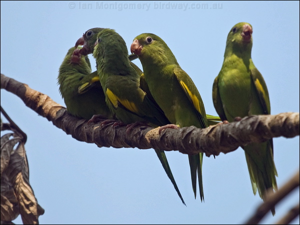 Yellow-chevroned Parakeet yell_chev_parakeet_203123.psd