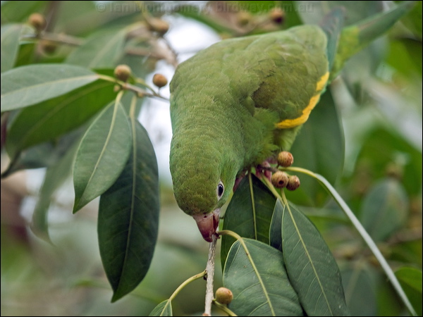 Yellow-chevroned Parakeet yell_chev_parakeet_203145.psd