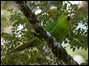 Click here to enter gallery and see photos of gallery and see photos of Yellow-crowned Parakeet