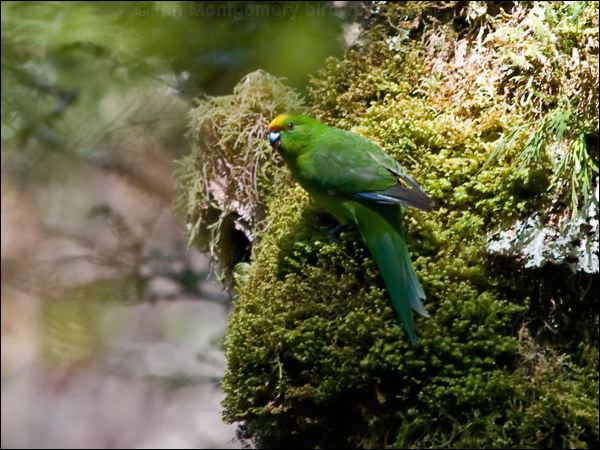 Yellow-crowned Parakeet ye_crown_parakeet_122254.psd