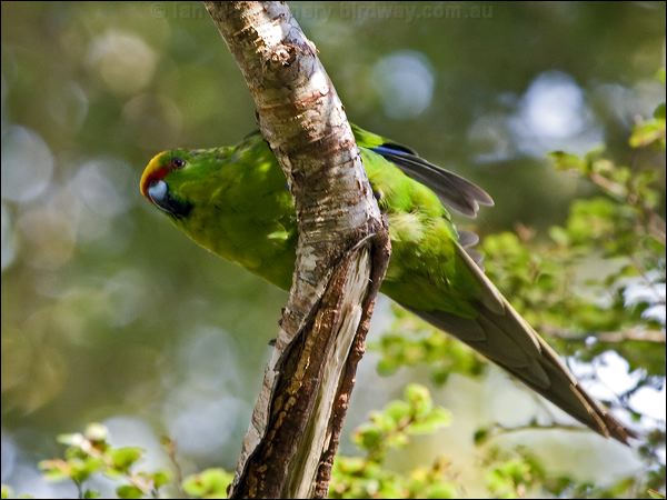 Yellow-crowned Parakeet ye_crown_parakeet_122310.psd