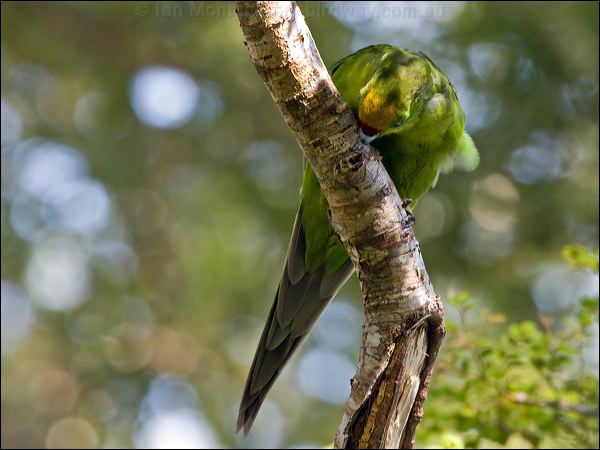 Yellow-crowned Parakeet ye_crown_parakeet_122315.psd