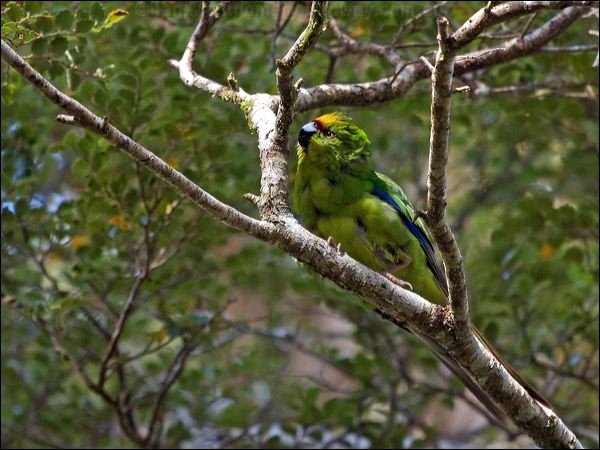 Yellow-crowned Parakeet ye_crown_parakeet_122334.psd