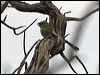 Click here to enter gallery and see photos/pictures/images of Chirruping Wedgebill