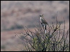 chirrup_wedgebill_152452