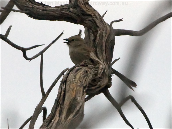 Chirruping Wedgebill chirrup_wedgebill_152442.psd