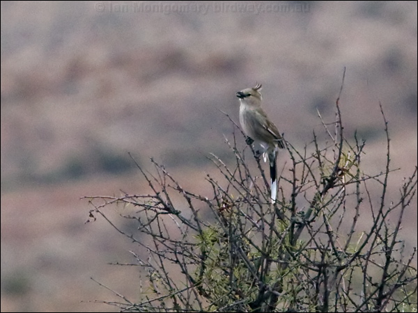 Chirruping Wedgebill chirrup_wedgebill_152452.psd