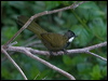eastern_whipbird_180800