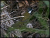 eastern_whipbird_180804