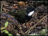 eastern_whipbird_29693